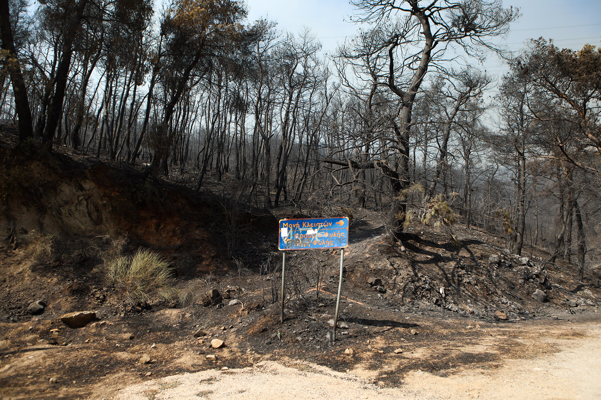 Οδοιπορικό της «Κ» στην Πάρνηθα: Πόνος για την καταστροφή αλλά και πίστη για μια νέα αρχή-1