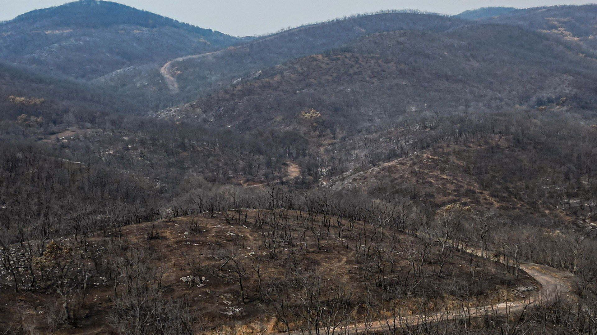 Δαδιά: Εικόνες απόλυτης καταστροφής στο καμένο δάσος-2