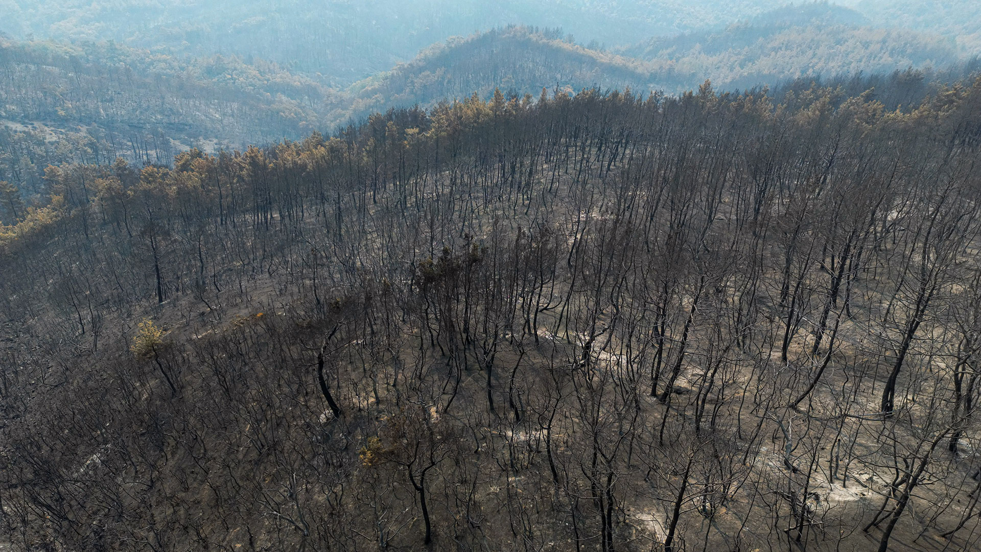 Δαδιά: Εικόνες απόλυτης καταστροφής στο καμένο δάσος-1