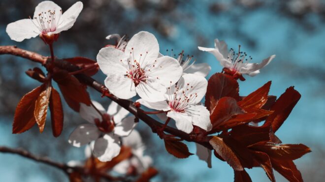 καλοκαιρινή-νύχτα·-τ-αστέρια-ψελλί-562573747