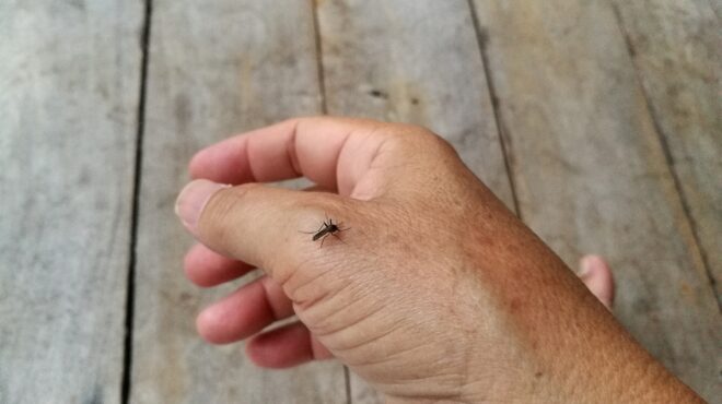 ιός-του-δυτ-νείλου-απειλεί-τρεις-περιφ-562549657