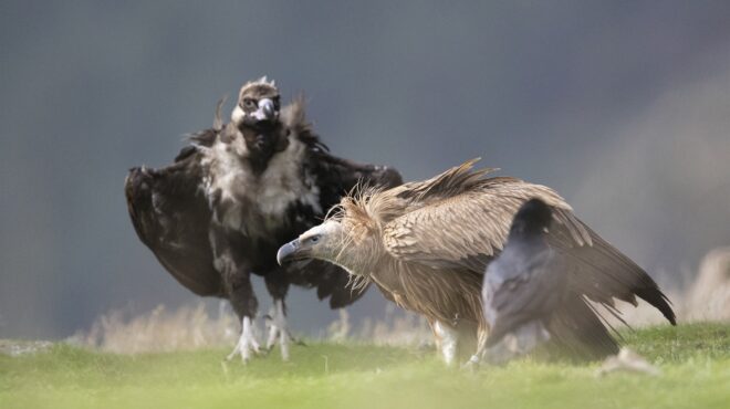 πυρκαγιές-μεγάλο-το-πλήγμα-για-την-άγ-562581772