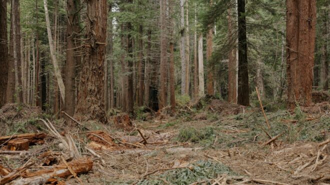 sos-εκπέμπουν-οι-σεκόγιες-562569598