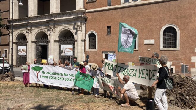ρώμη-ξεριζώνουν-τα-πεύκα-όταν-αρρωστα-562567678