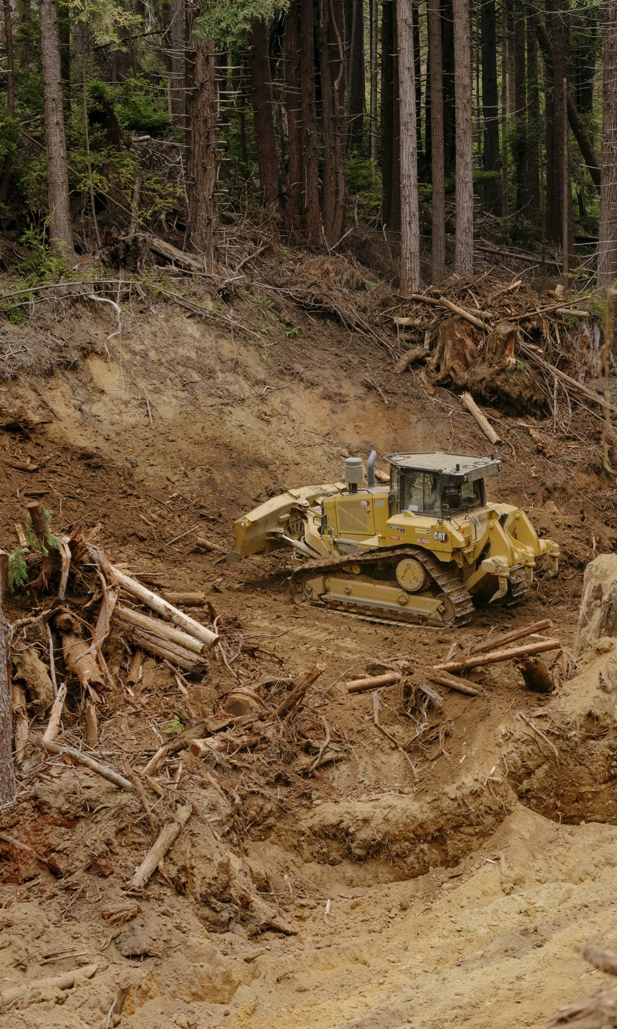 SOS εκπέμπουν οι σεκόγιες-2