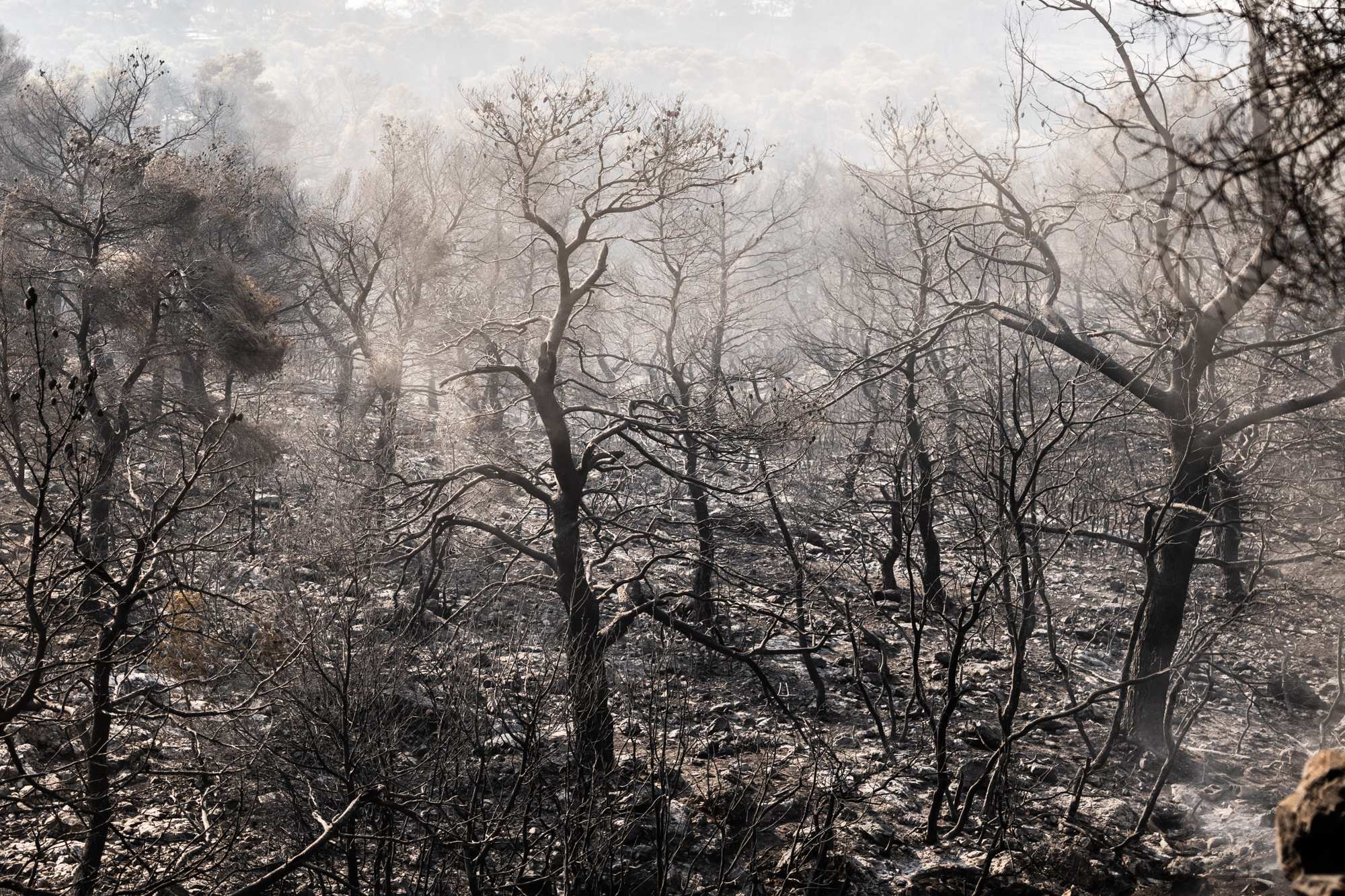 Ακόμη πιο ζεστή η Αθήνα χωρίς το δάσος της Πάρνηθας – Eιδικοί μιλούν στην «Κ»-1