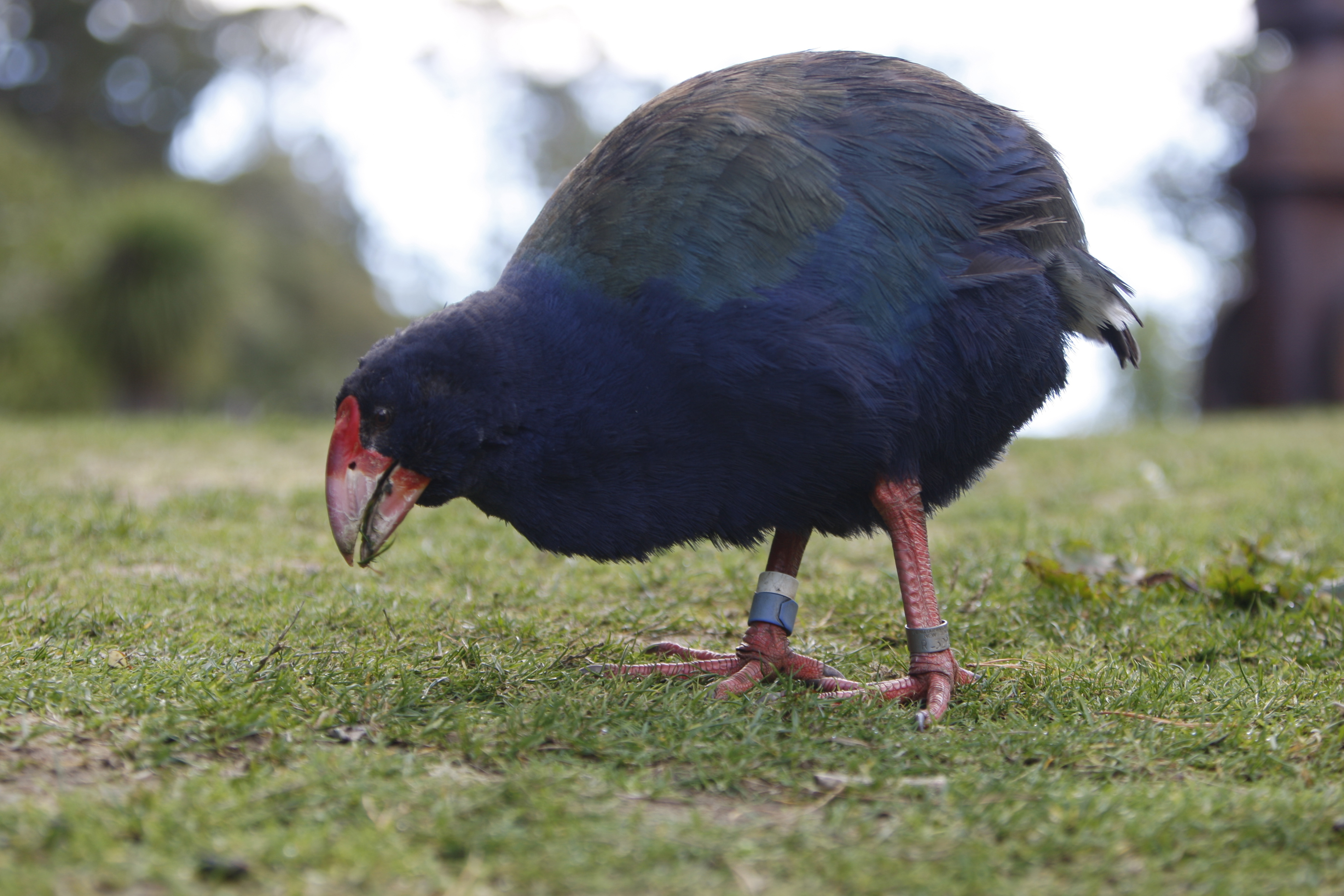 Προϊστορικό πτηνό, εξαφανισμένο για έναν αιώνα, επιστρέφει στη Νέα Ζηλανδία-2
