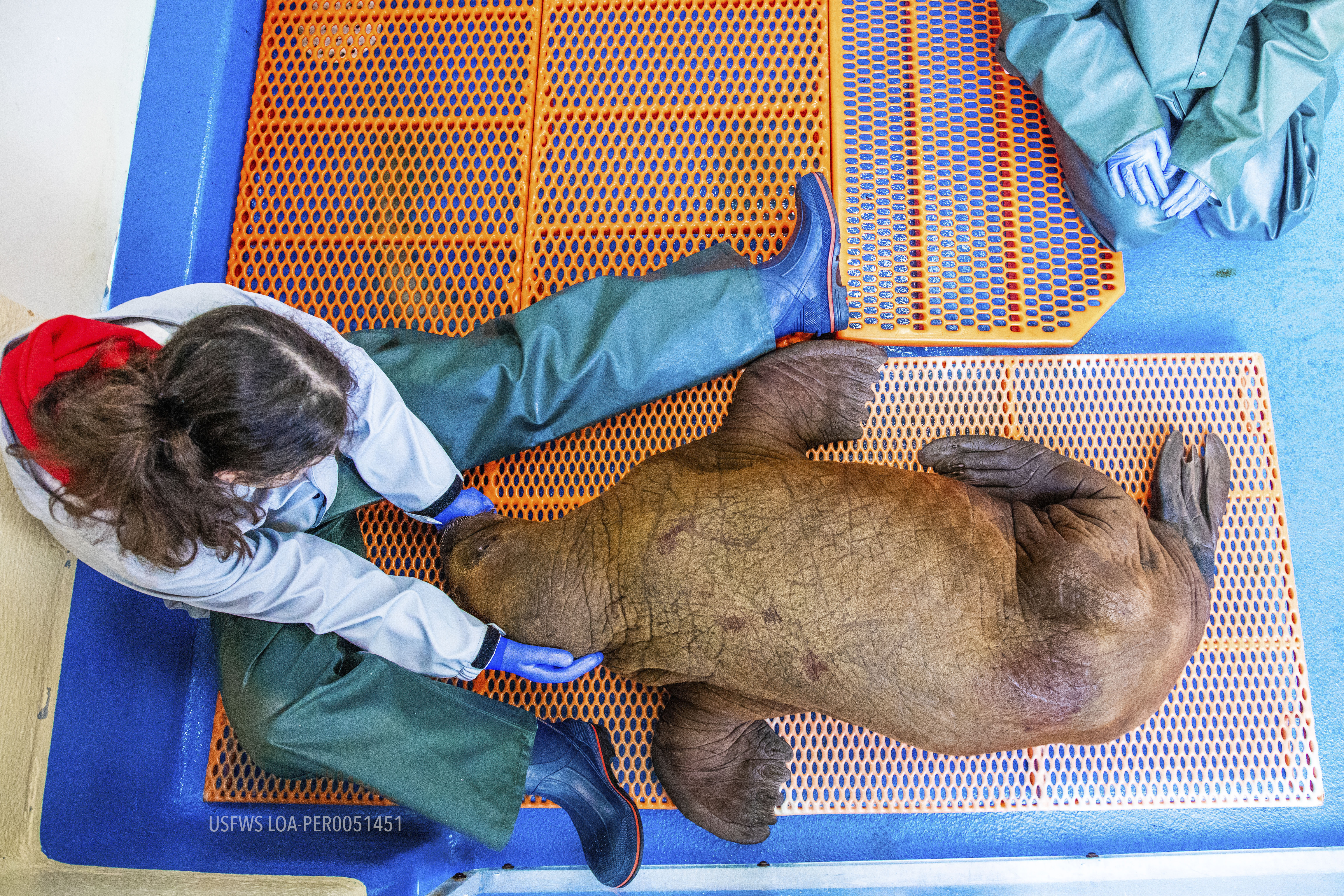 Ανθρωποι αγκαλιάζουν ένα ορφανό μωρό θαλάσσιου ίππου για να επιζήσει-1
