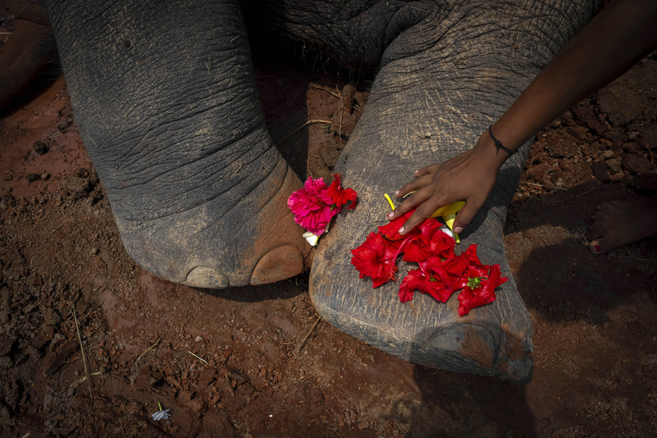 Η εποχή των κίτρινων λουλουδιών-1