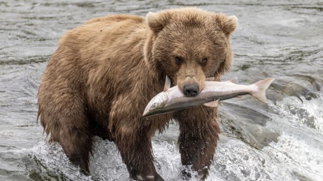 οι-πάγοι-λιώνουν-οι-πολικές-αρκούδες-λ-562550278