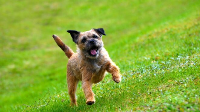 τι-κάνεις-όταν-ο-σκύλος-σου-φάει-4-000-δολάρ-562556476