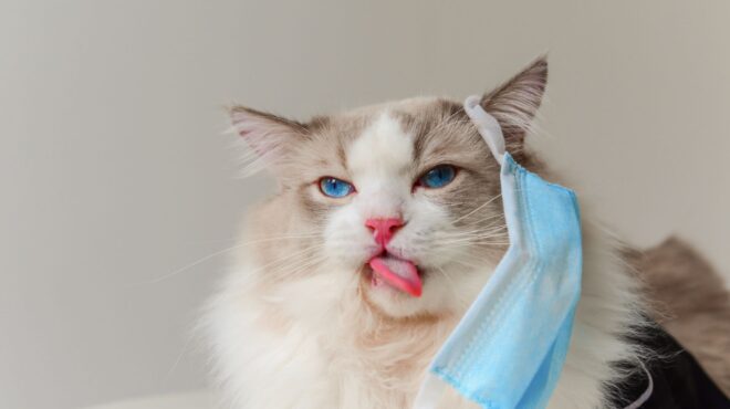 κύπρος-ξεκίνησε-η-διάθεση-αντί-covid-σκευα-562561579