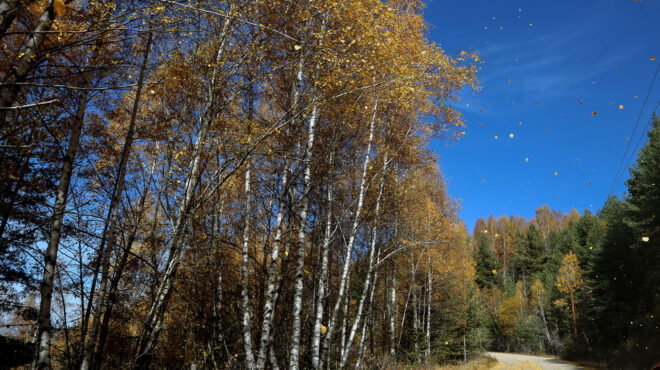 χαλκιδική-απαγόρευση-κυκλοφορίας-σε-562579732