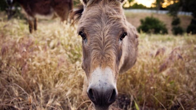 λέσβος-παρέμβαση-εισαγγελέα-για-τις-562591291