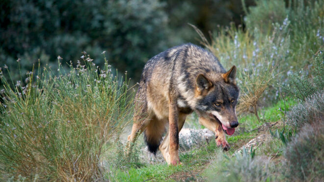 θα-επιστρέψει-το-κυνήγι-λύκων-στη-δυτι-562550452