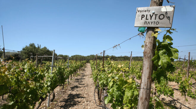 πιο-ακριβό-το-κρασί-της-σαντορίνης-562560511