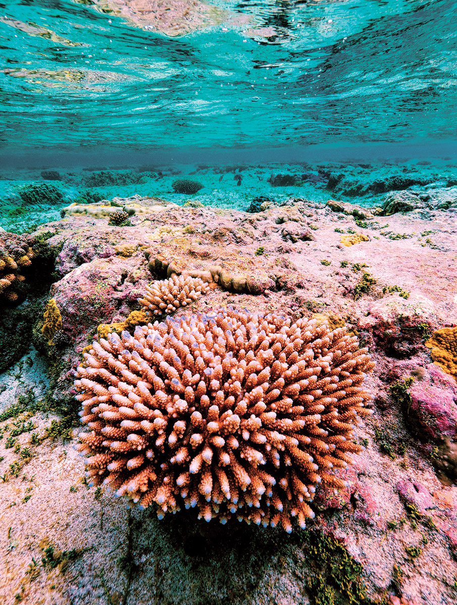 Pristine Seas: Μια σύγχρονη Αργοναυτική Εκστρατεία για τη σωτηρία του Ειρηνικού Ωκεανού-5