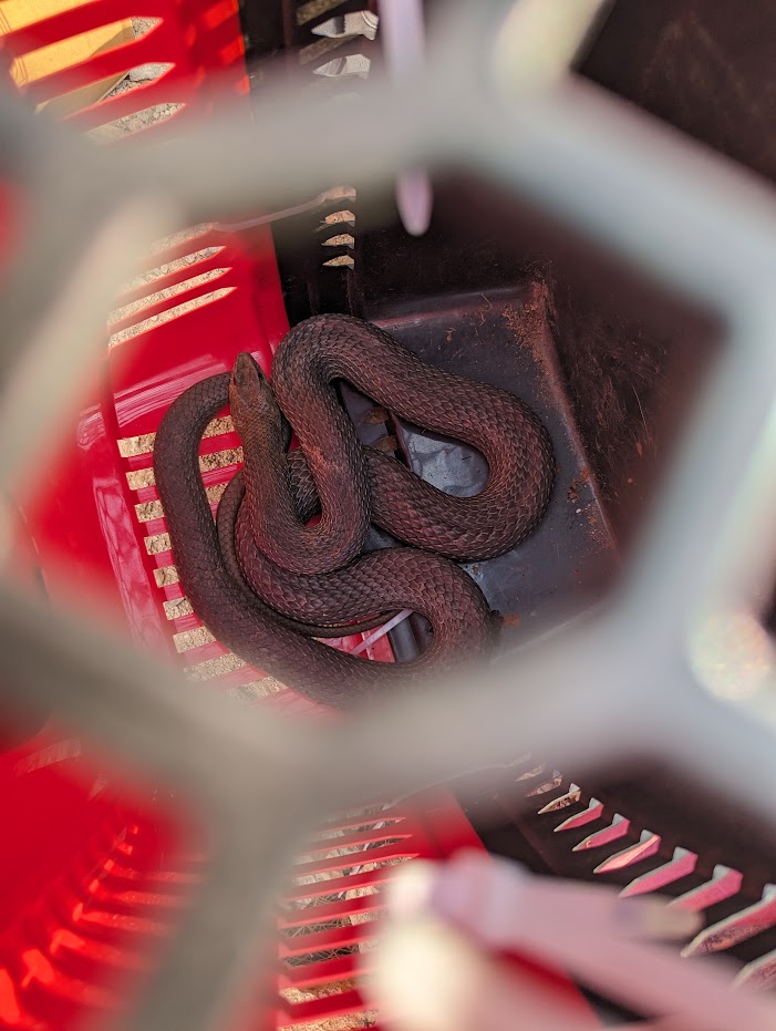 Iχνη ζωής μέσα στα καμένα-6