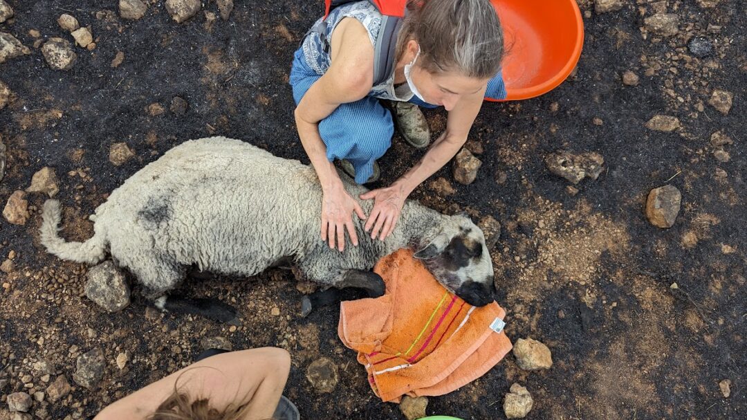 iχνη-ζωής-μέσα-στα-καμένα-562589902