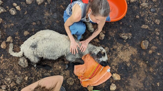 iχνη-ζωής-μέσα-στα-καμένα-562589902