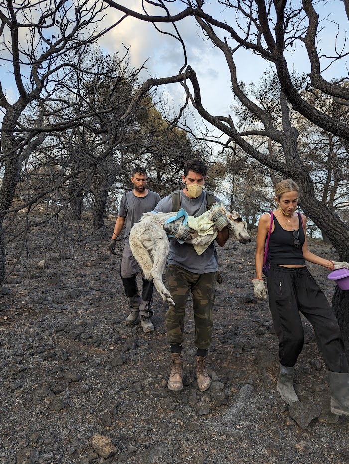 Iχνη ζωής μέσα στα καμένα-3