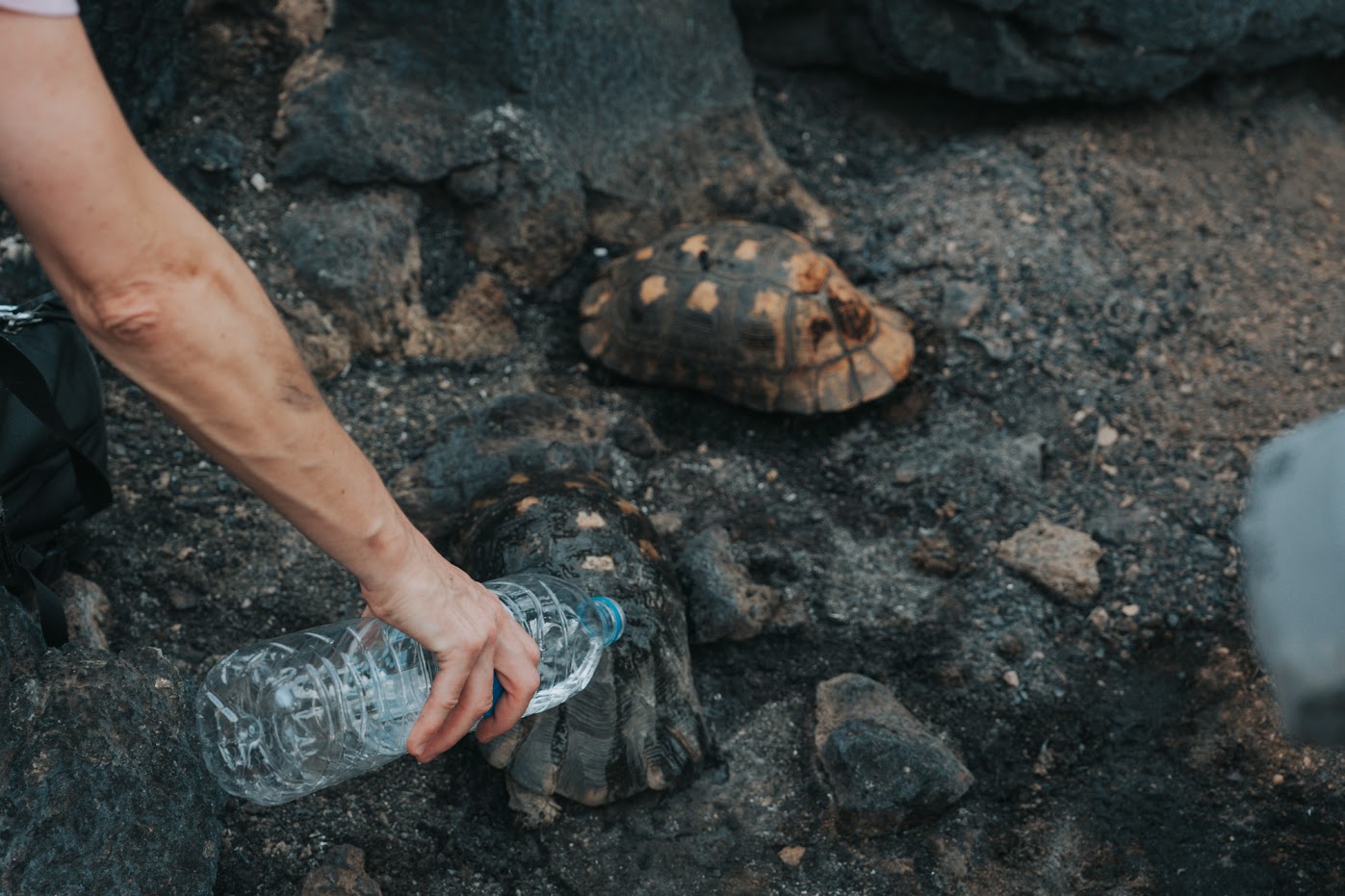 Iχνη ζωής μέσα στα καμένα-5