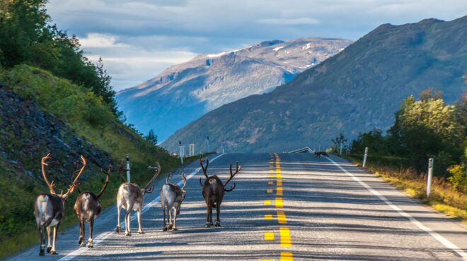 νορβηγία-χτίζει-φράχτη-για-να-μη-μετα-562586149