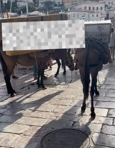 «Πάνω από δέκα καταγγελίες την ημέρα για τα γαϊδουράκια εργασίας»-2