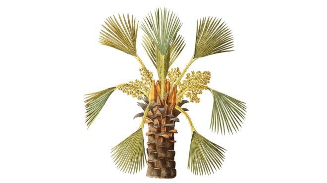 χαμαίρωπας-ο-ελληνικός-φοίνικας-562581430