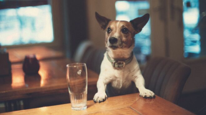 τι-μπορεί-να-πιει-ο-σκύλος-μου-εκτός-από-562554211
