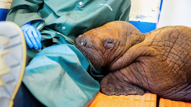 πέθανε-το-μωρό-θαλάσσιου-ίππου-που-βρέ-562565854