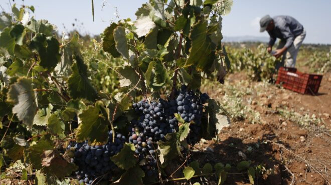 το-πρώτο-τσαμπί-άργησε-να-κοπεί-562571086