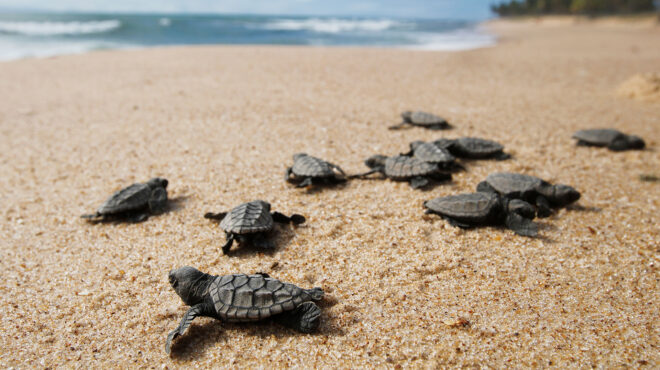 ζάκυνθος-ρεκόρ-για-τις-φωλιές-των-καρέ-562567363
