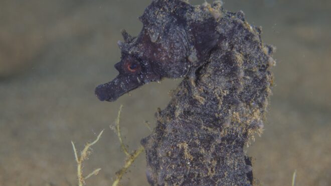 στο-ευάλωτο-βασίλειο-των-ιππόκαμπων-562584277