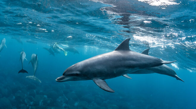 εκπαιδευμένα-δελφίνια-στο-πεδίο-της-μ-562547788