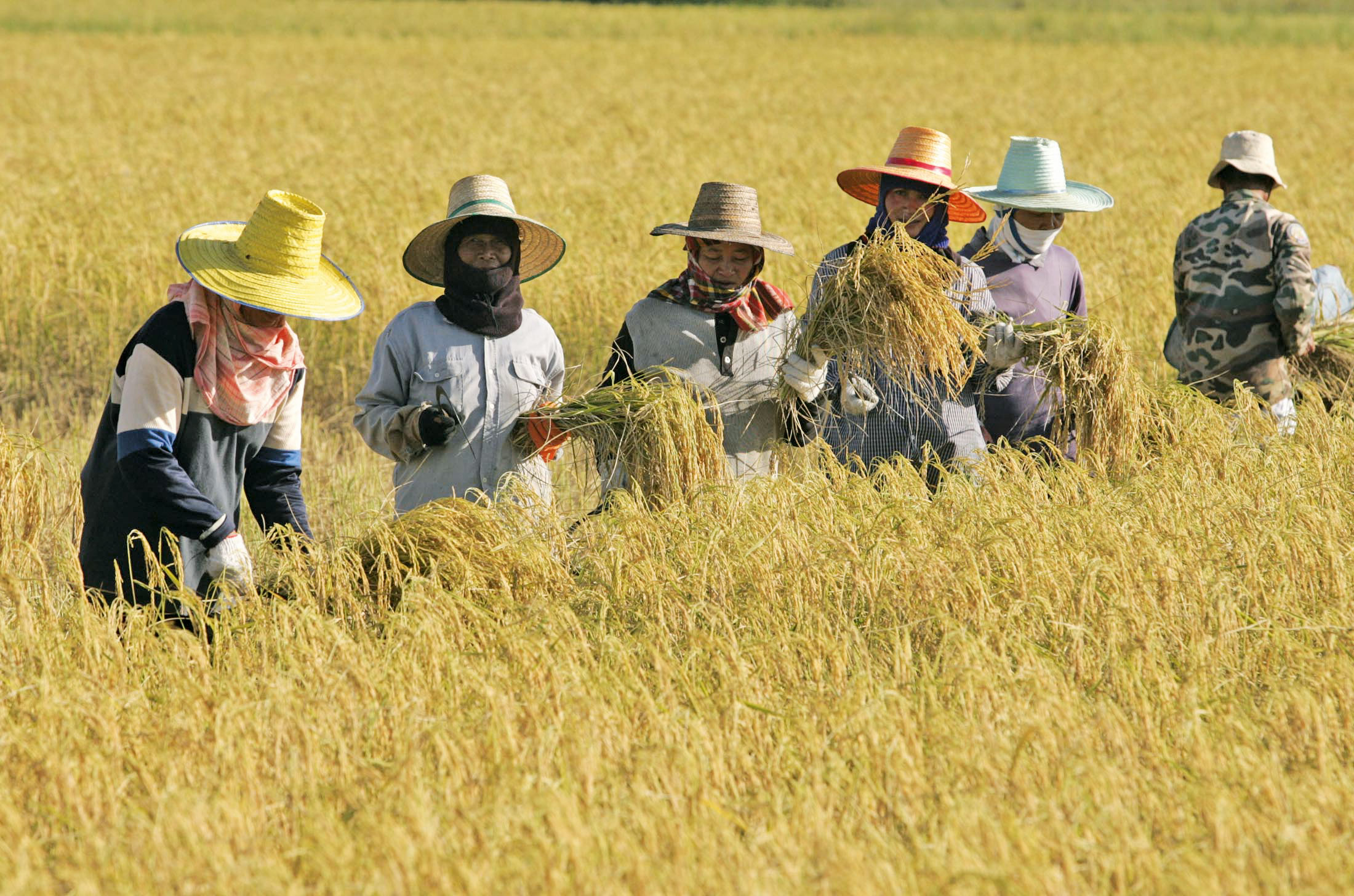 «Παγώνουν» οι εξαγωγές ρυζιού-1