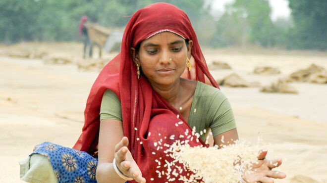 παγώνουν-οι-εξαγωγές-ρυζιού-562551997