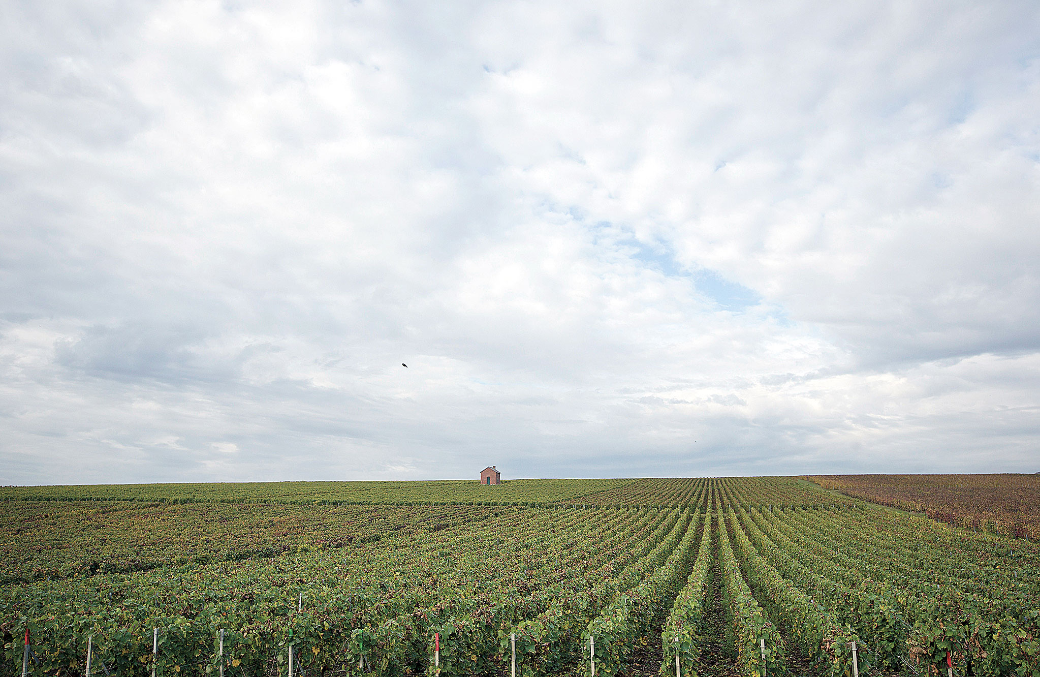 Η κλιματική αλλαγή χαλάει τη σαμπάνια-1