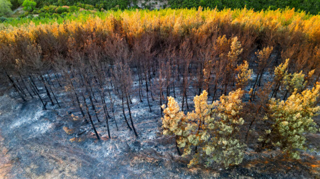 καιγόμαστε-μαζί-με-τα-δάση-562591249
