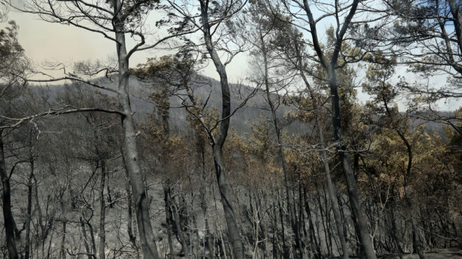 αβαντας-δύο-παιδιά-ανάμεσα-στους-18-απα-562577707