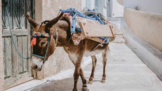 δήμαρχος-υδρας-τα-ζώα-εργασίας-αποτε-562557526