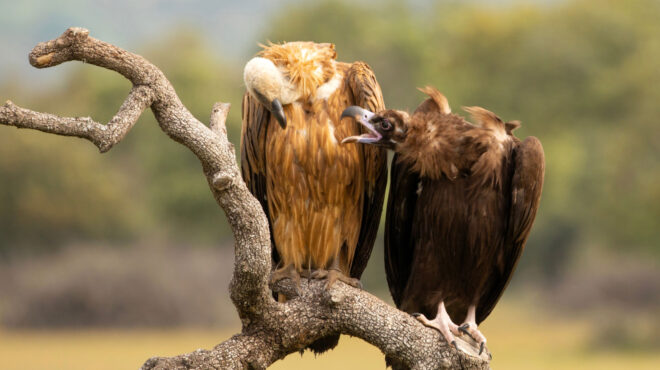 οι-φλόγες-καταπίνουν-ένα-από-τα-τελε-562581493
