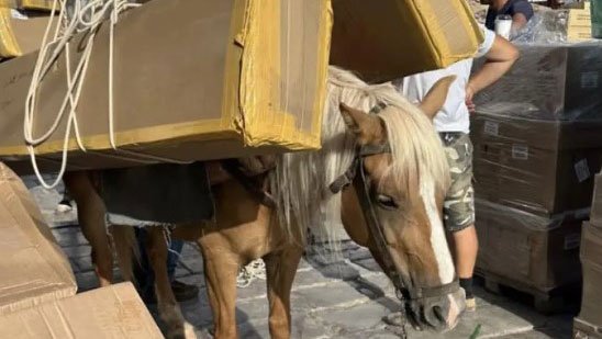 πάνω-από-δέκα-καταγγελίες-την-ημέρα-γ-562554373