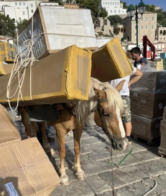 «Πάνω από δέκα καταγγελίες την ημέρα για τα γαϊδουράκια εργασίας»-1