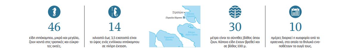 Στο ευάλωτο βασίλειο των ιππόκαμπων-4