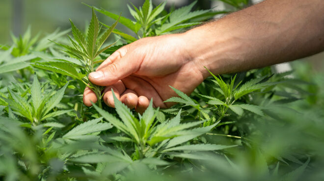 η-γερμανία-νομιμοποιεί-την-κάνναβη-γι-562569337