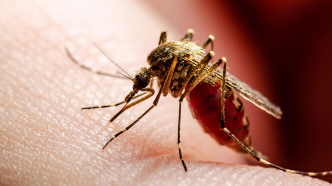 ιός-δυτικού-νείλου-οκτώ-θάνατοι-και-58-κ-562577605