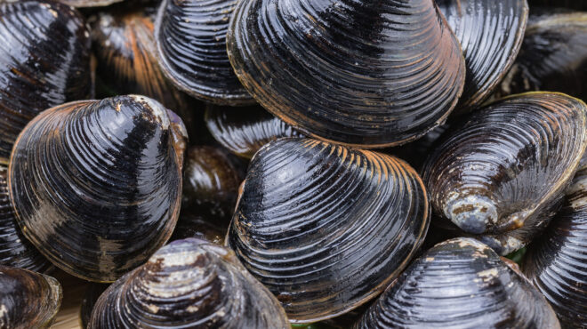 θύματα-της-κλιματικής-αλλαγής-τα-μύδι-562588723