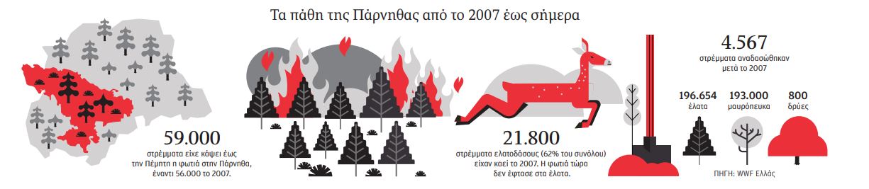 Πάρνηθα: «Σε 7 μέρες κάηκαν 15 χρόνια φυσικής αναγέννησης του δάσους»-1