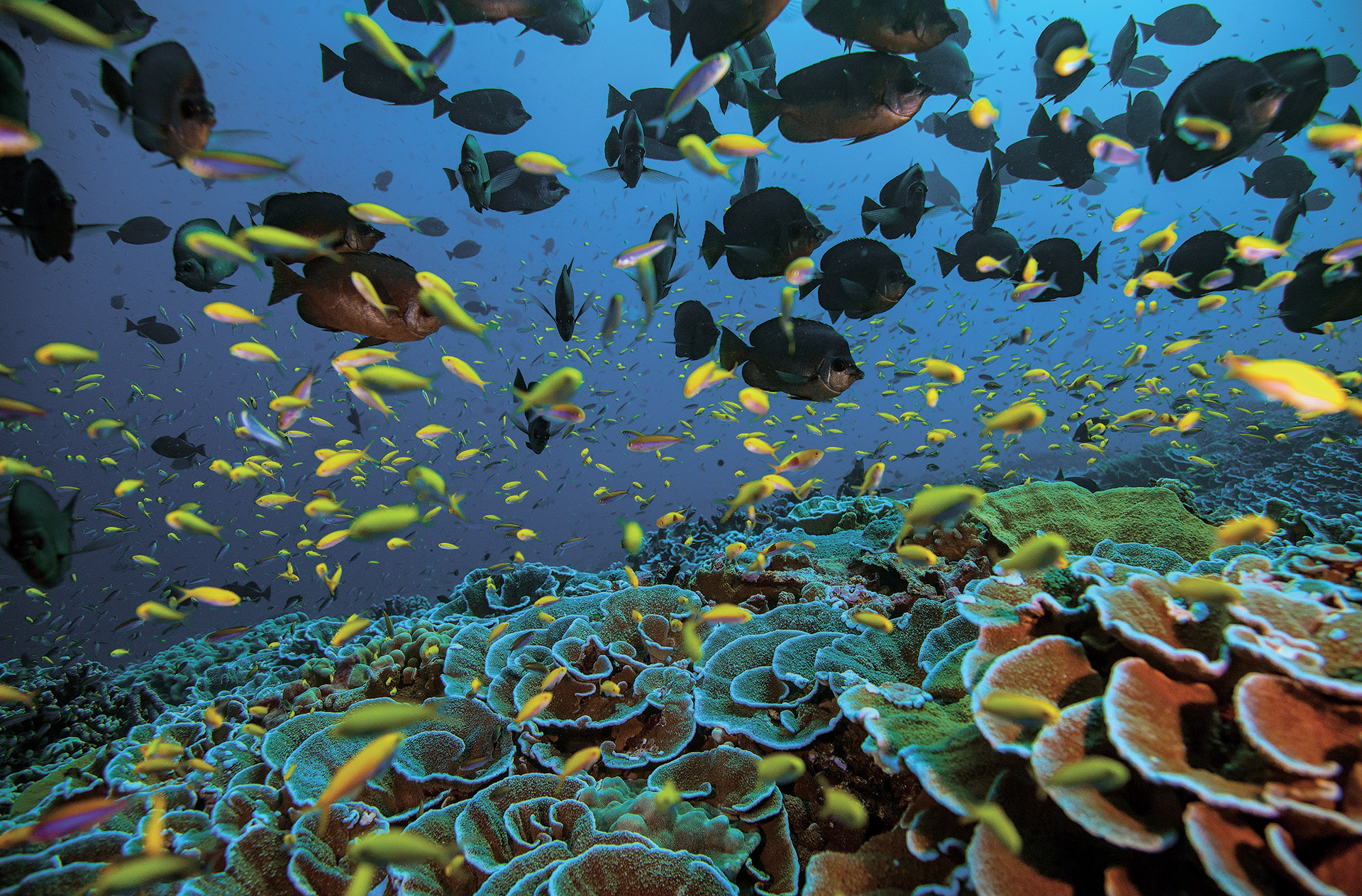 Pristine Seas: Μια σύγχρονη Αργοναυτική Εκστρατεία για τη σωτηρία του Ειρηνικού Ωκεανού-7